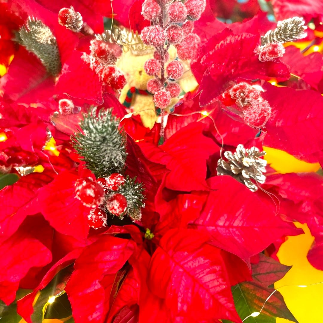 Merry Magic Poinsettia Pot Close up